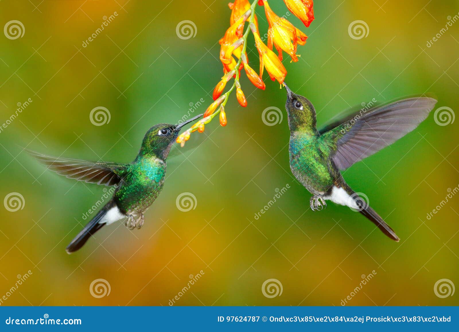 Kolibri Mit Orange Blume Zwei Fliegender Kolibri Vogel In Der Fliege Actionszene Mit Kolibri Tourmaline Sunangel Das Nec Isst Stockbild Bild Von Zufuhr Bild 97624787