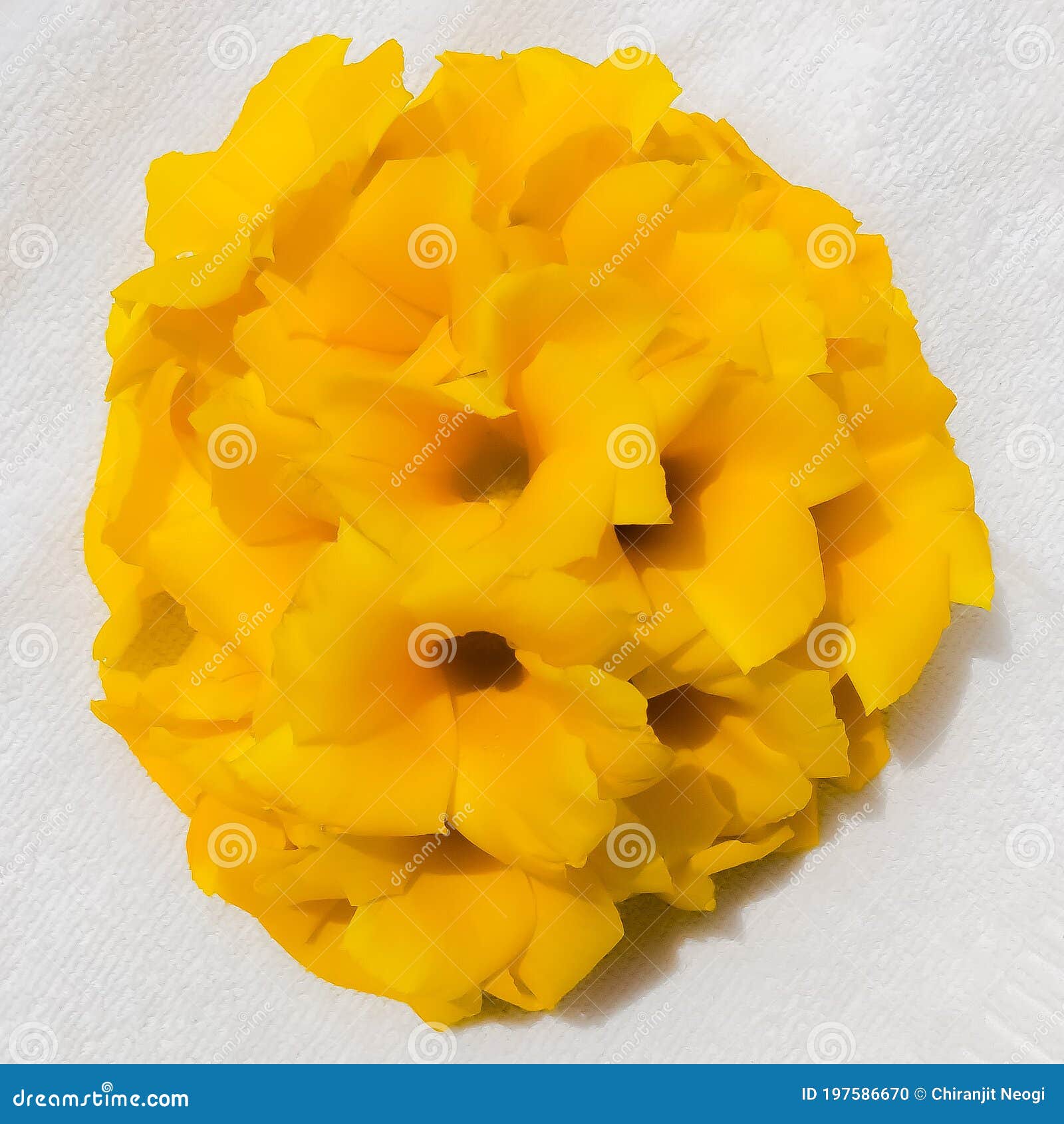 Kolke or Cascabela Thevetia Flowers Stock Photo - Image of dessert ...