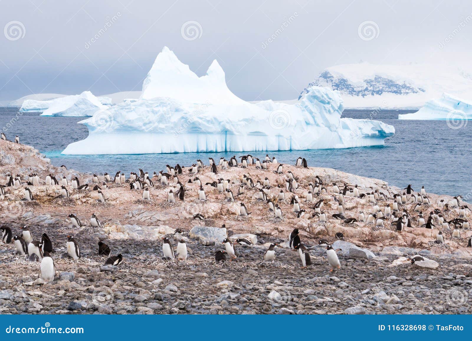 Kolonie des Züchtens von Gentoo-Pinguinen auf Insel und iceb Cuverville. Kolonie des Züchtens von Gentoo-Pinguinen, Pygoscelis Papua, auf Cuverville-Insel und des Treibens von Eisbergen in Errera-Kanal, westliche antarktische Halbinsel, die Antarktis