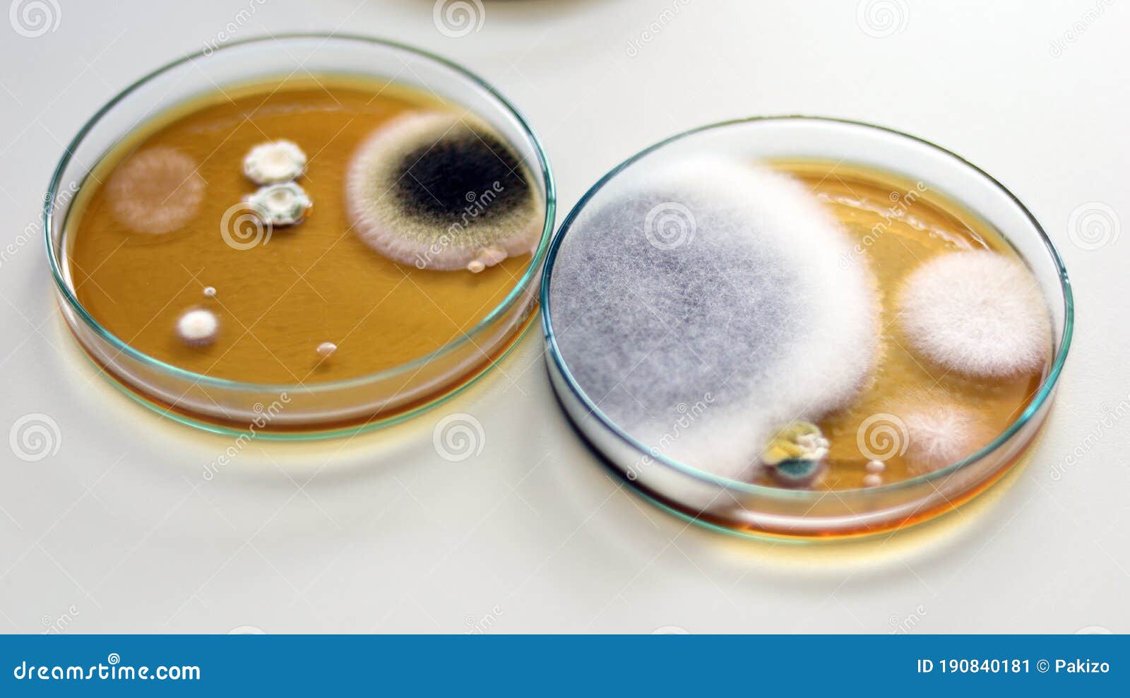 Kolonies Van Gisten Vormen Schimmeltest in Klinische Monsters Malt Extract  Agar in Petrischaaltje Met Behulp Van Groeimedia Om Te Stock Afbeelding -  Image of glas, cultiveer: 190840181