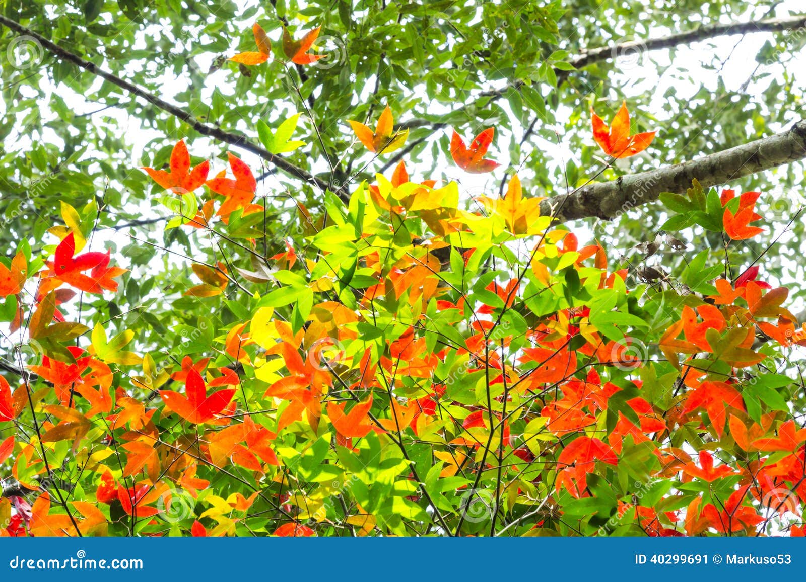 Kolorowi liście w lesie