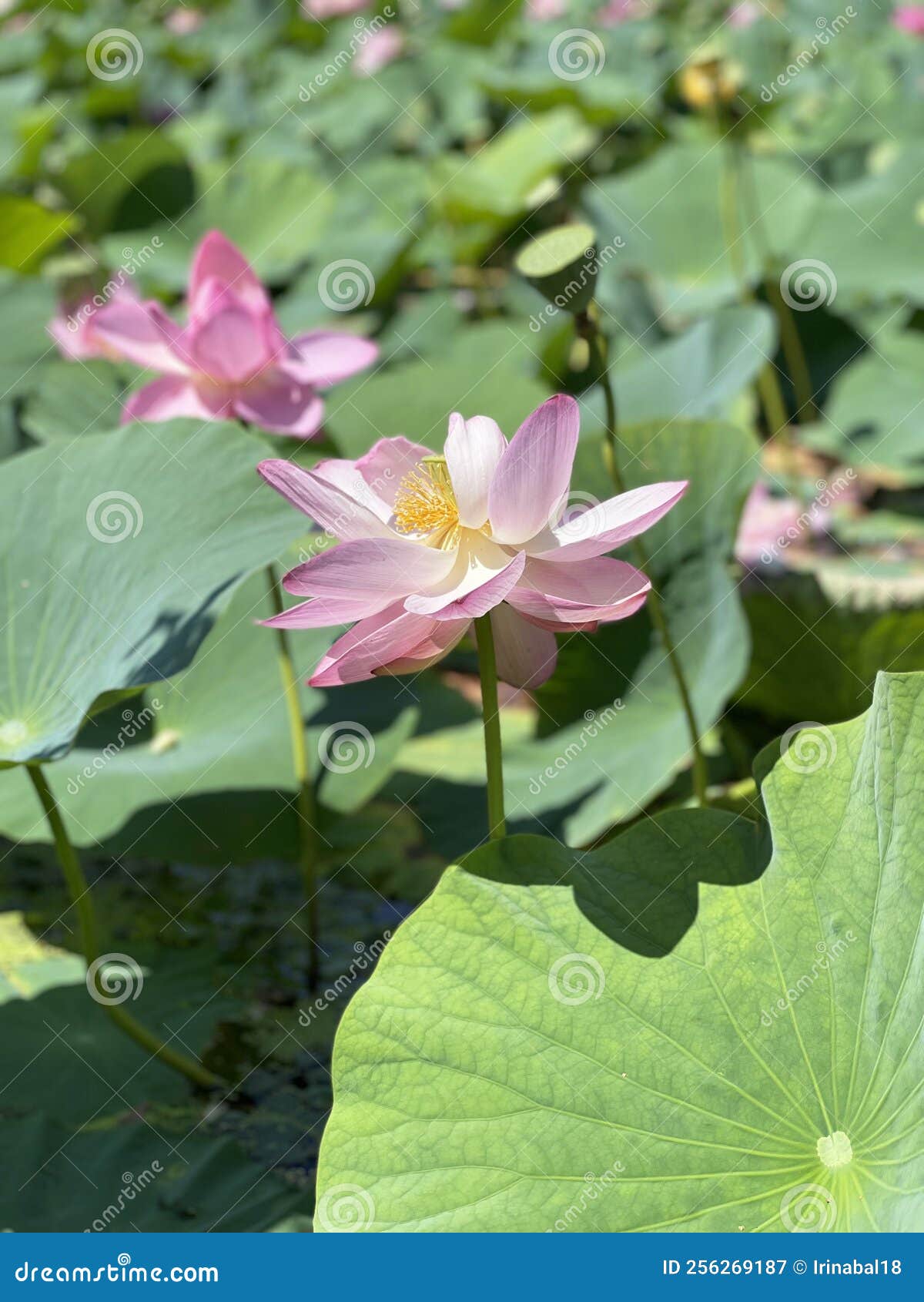 komarov`s lotus flower. primorsky krai, ussuriysky district, dubovy klyuch village, lotus lake