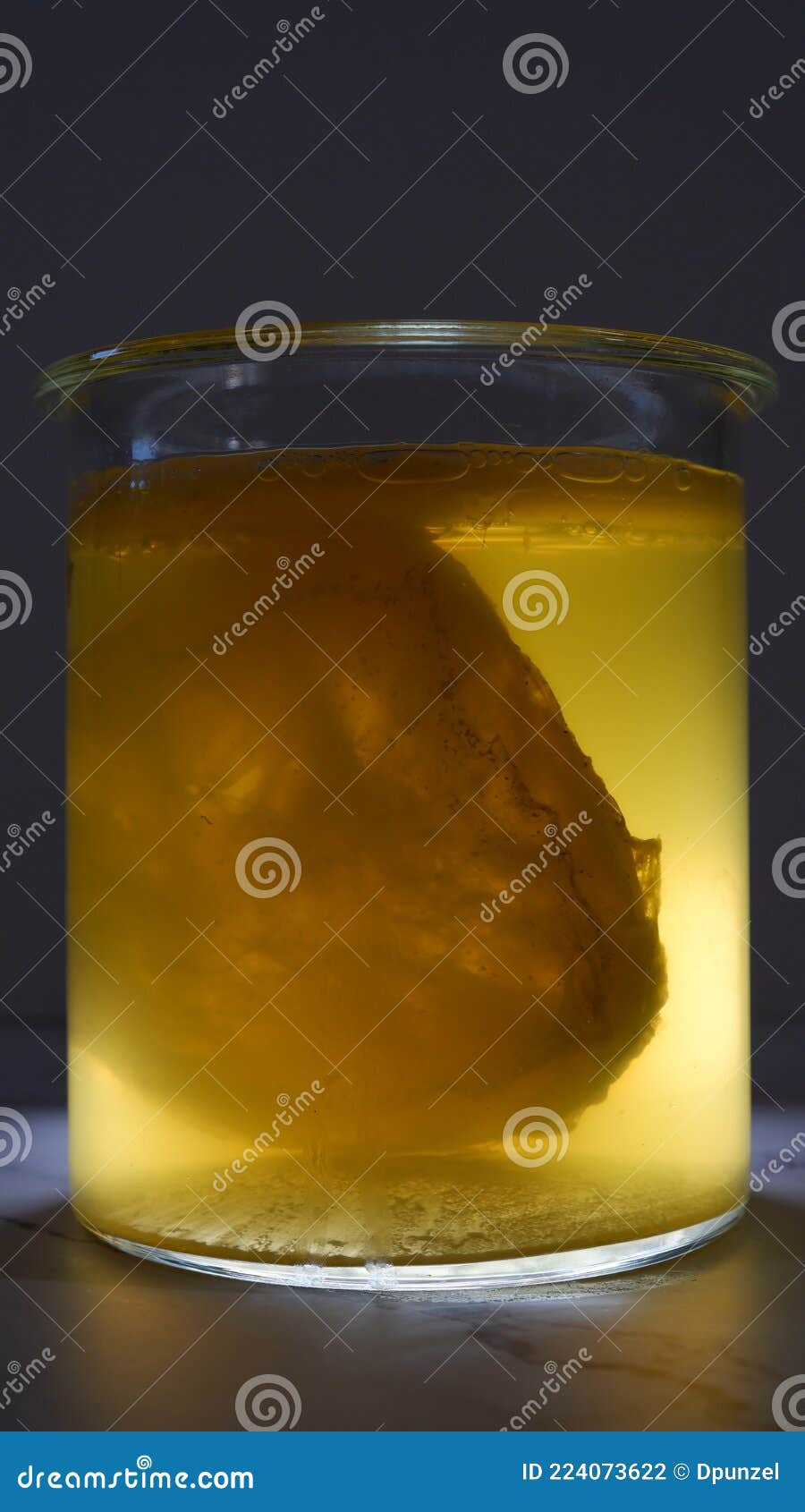 kombucha scoby its fermenting in a glass