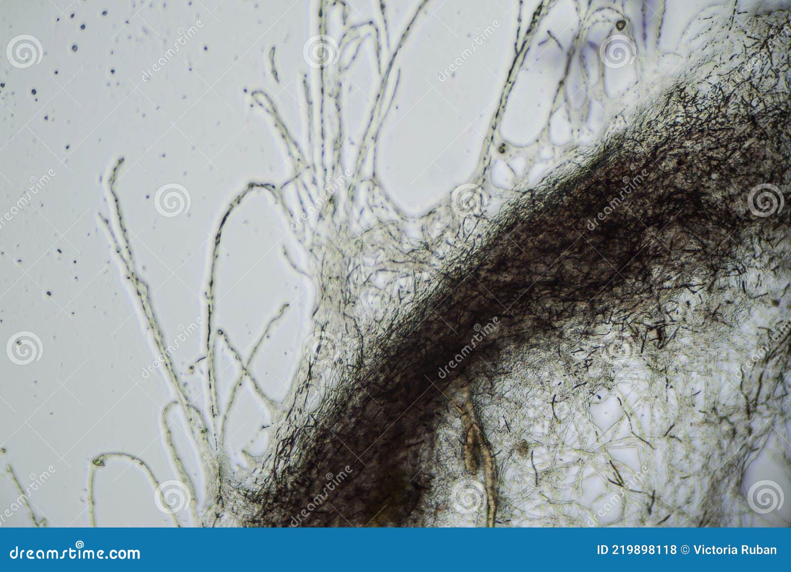Kombucha Tea Macro Close Up Under the Light Microscope, Magnification