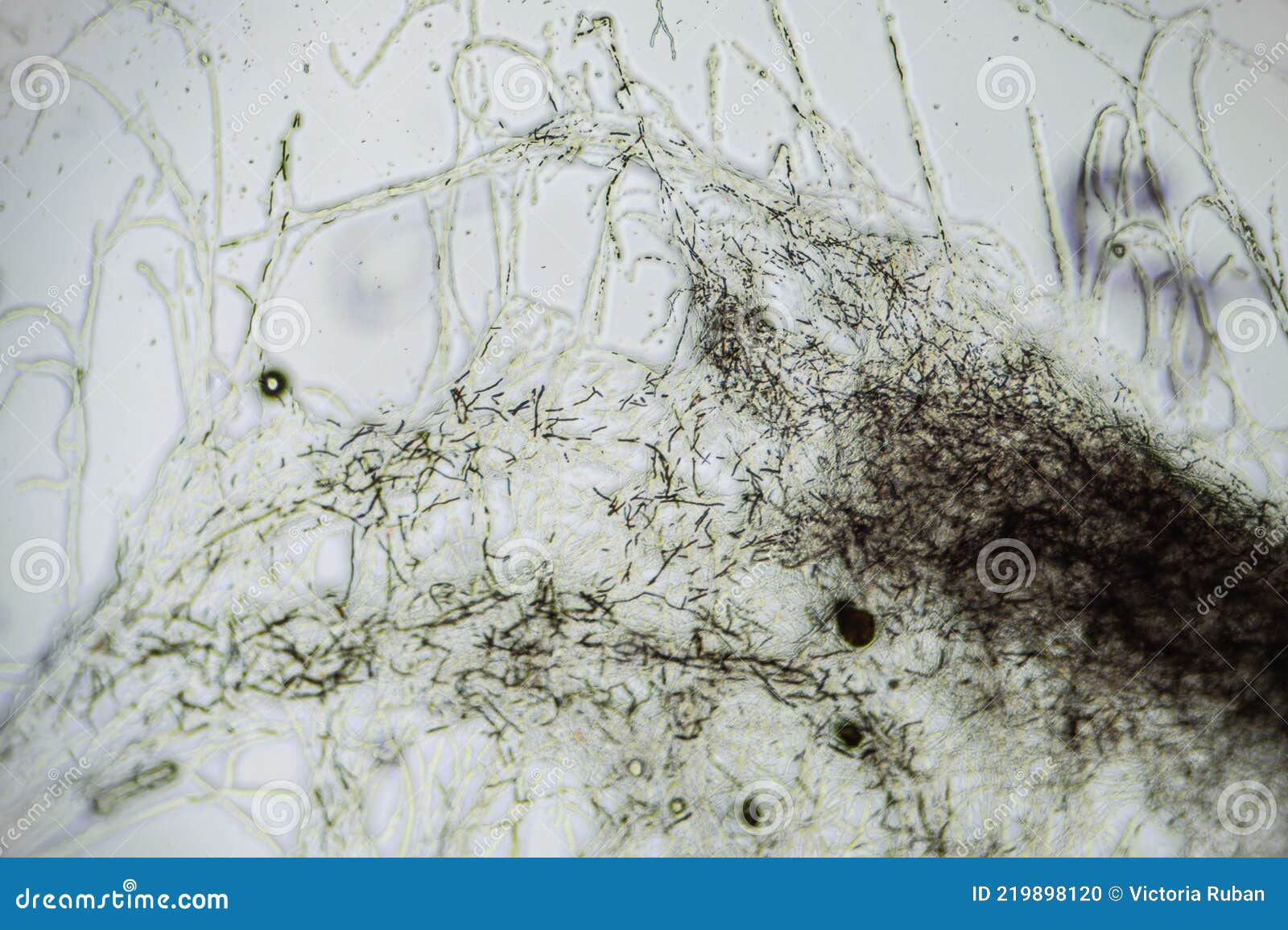 Kombucha Tea Macro Close Up Under the Light Microscope, Magnification