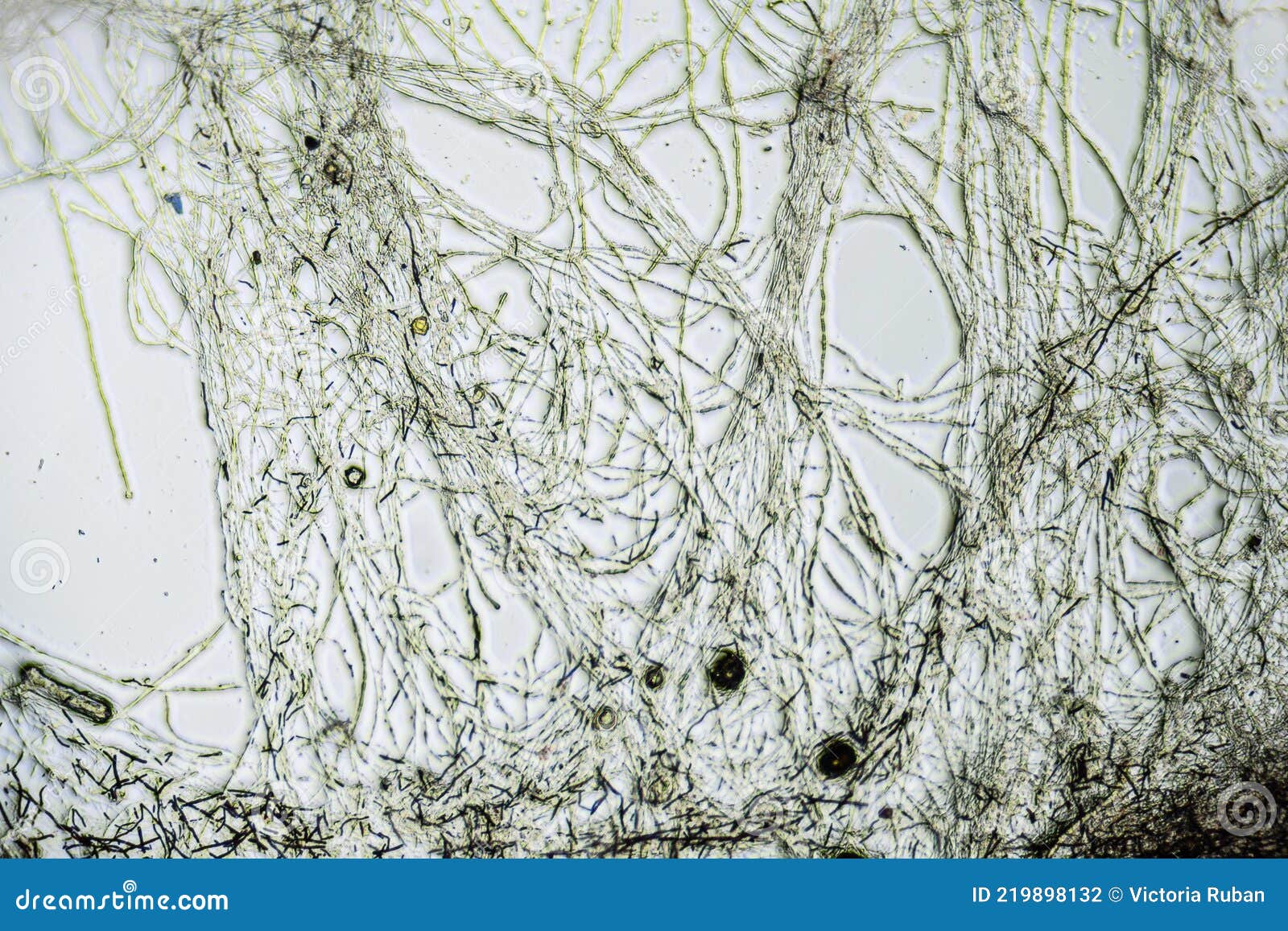 Kombucha Tea Macro Close Up Under the Light Microscope, Magnification