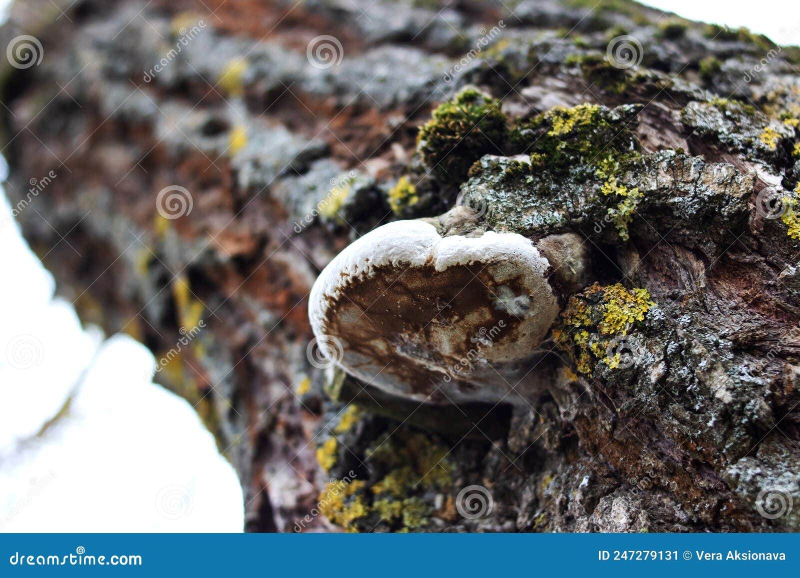 Kombucha on the Tree. a Parasite on a Tree. Tree Disease Stock Image