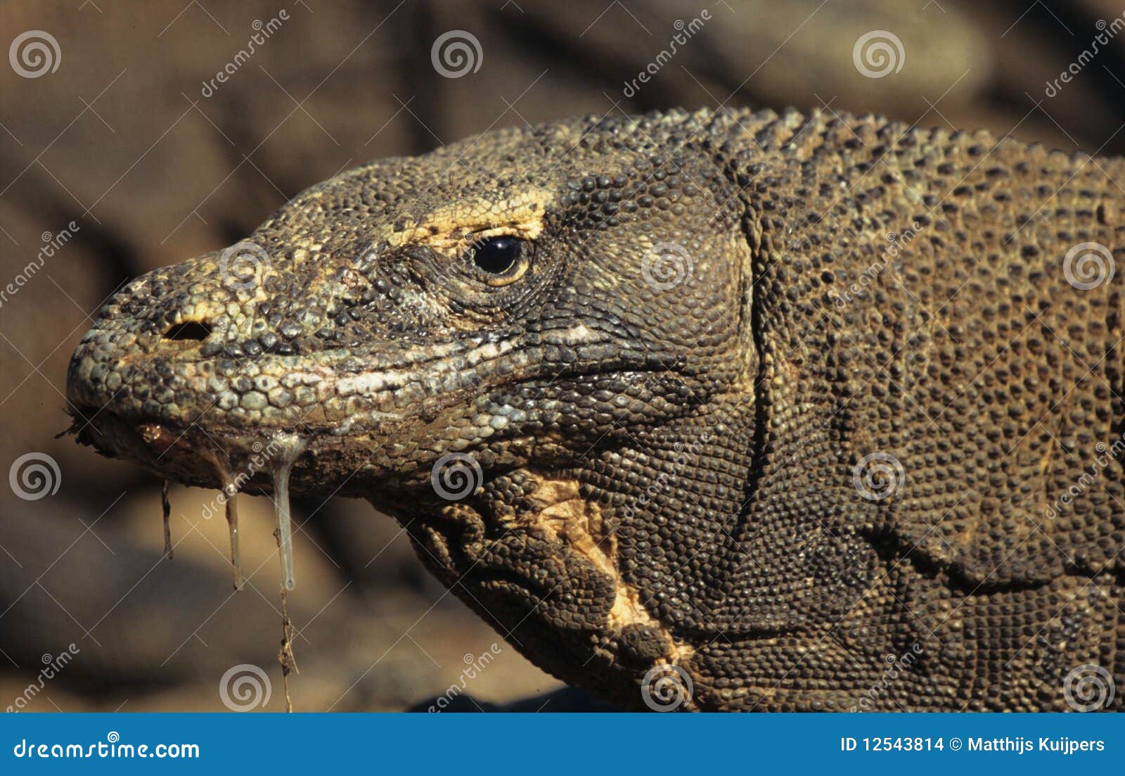 komodo dragon