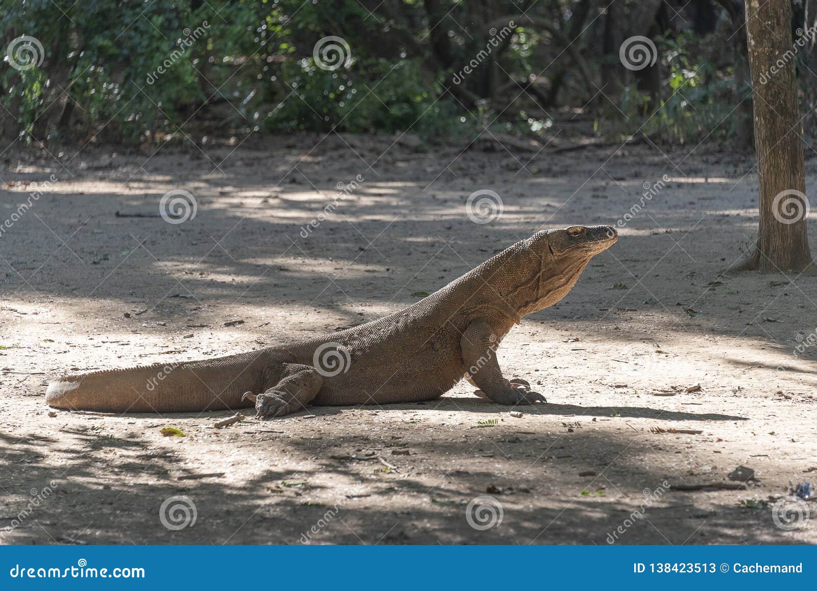 komodo dragon lizard. endemic wild predator. hunting coldblooded aggressive dragon.