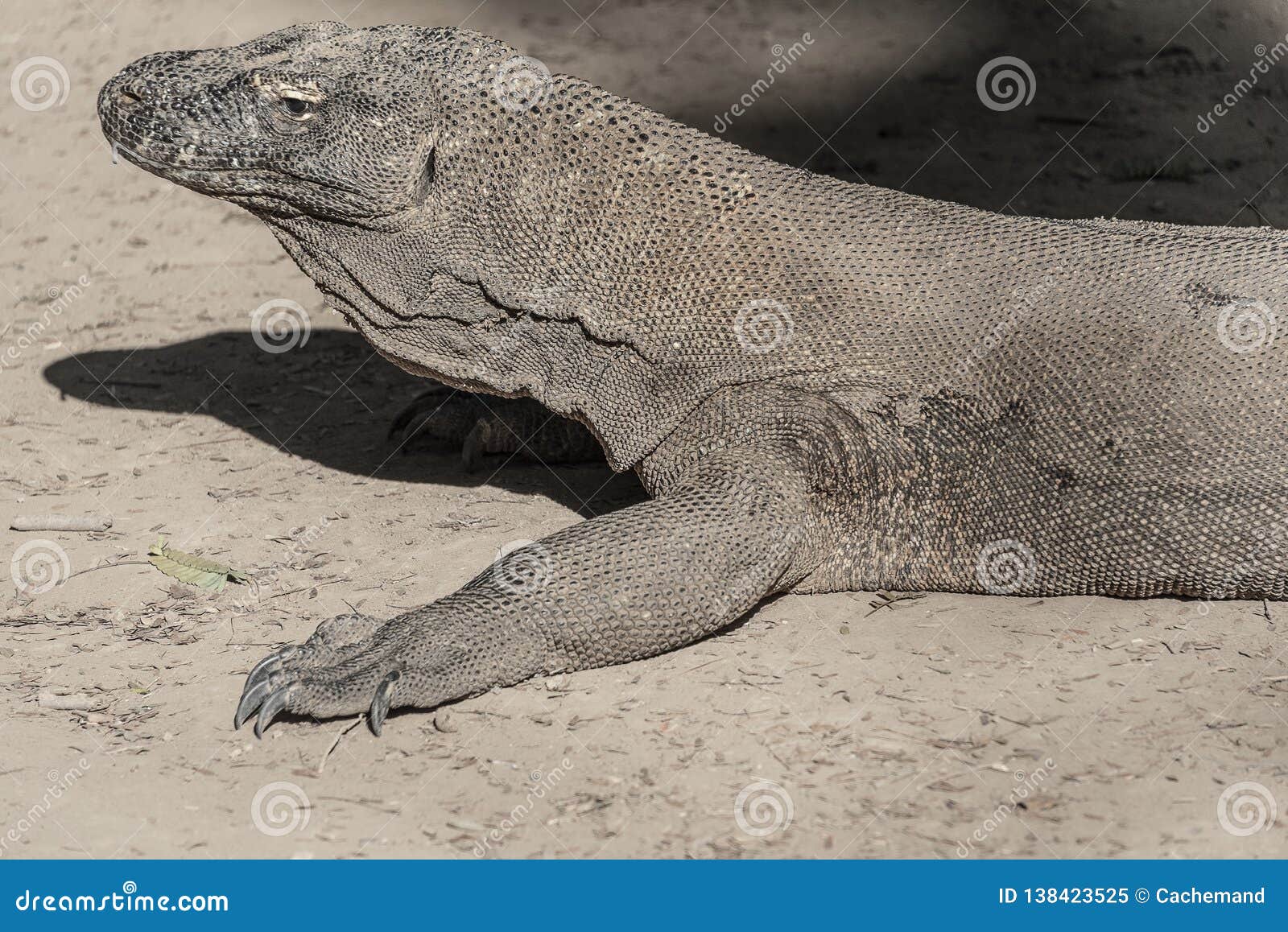 komodo dragon lizard. endemic wild predator. hunting coldblooded aggressive dragon.