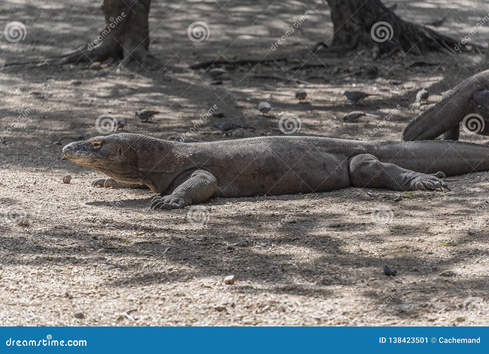 komodo dragon lizard. endemic wild predator. hunting coldblooded aggressive dragon.