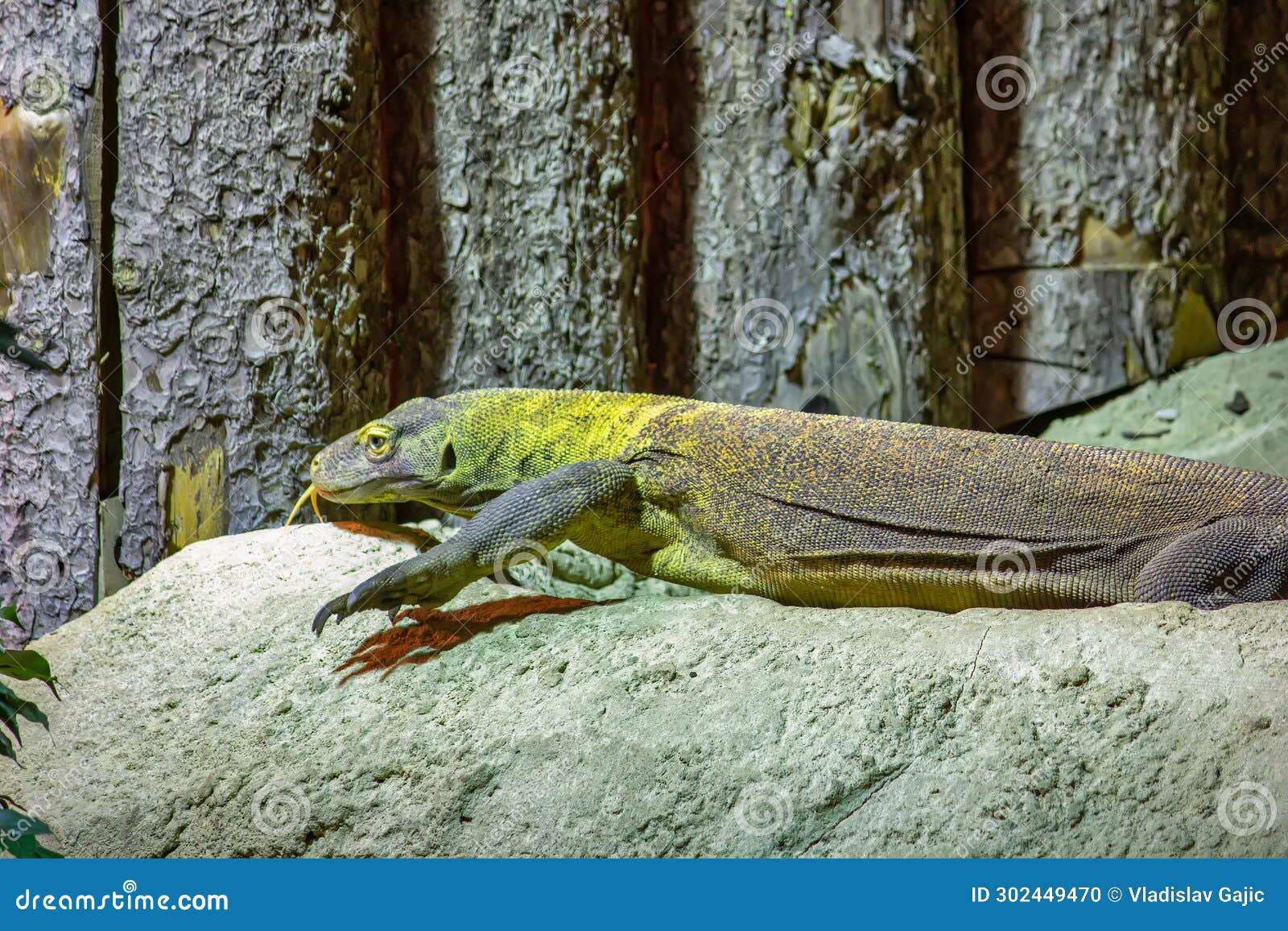 The Komodo Dragon is a Endemic To Indonesian Islands Stock Photo Biology Diagrams