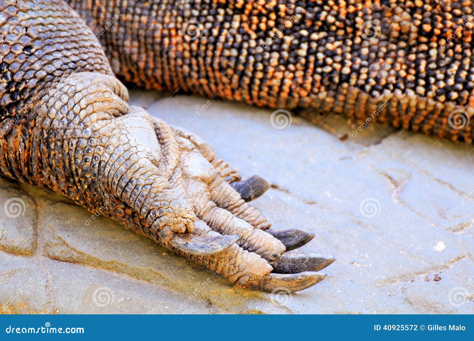 komodo dragon foot