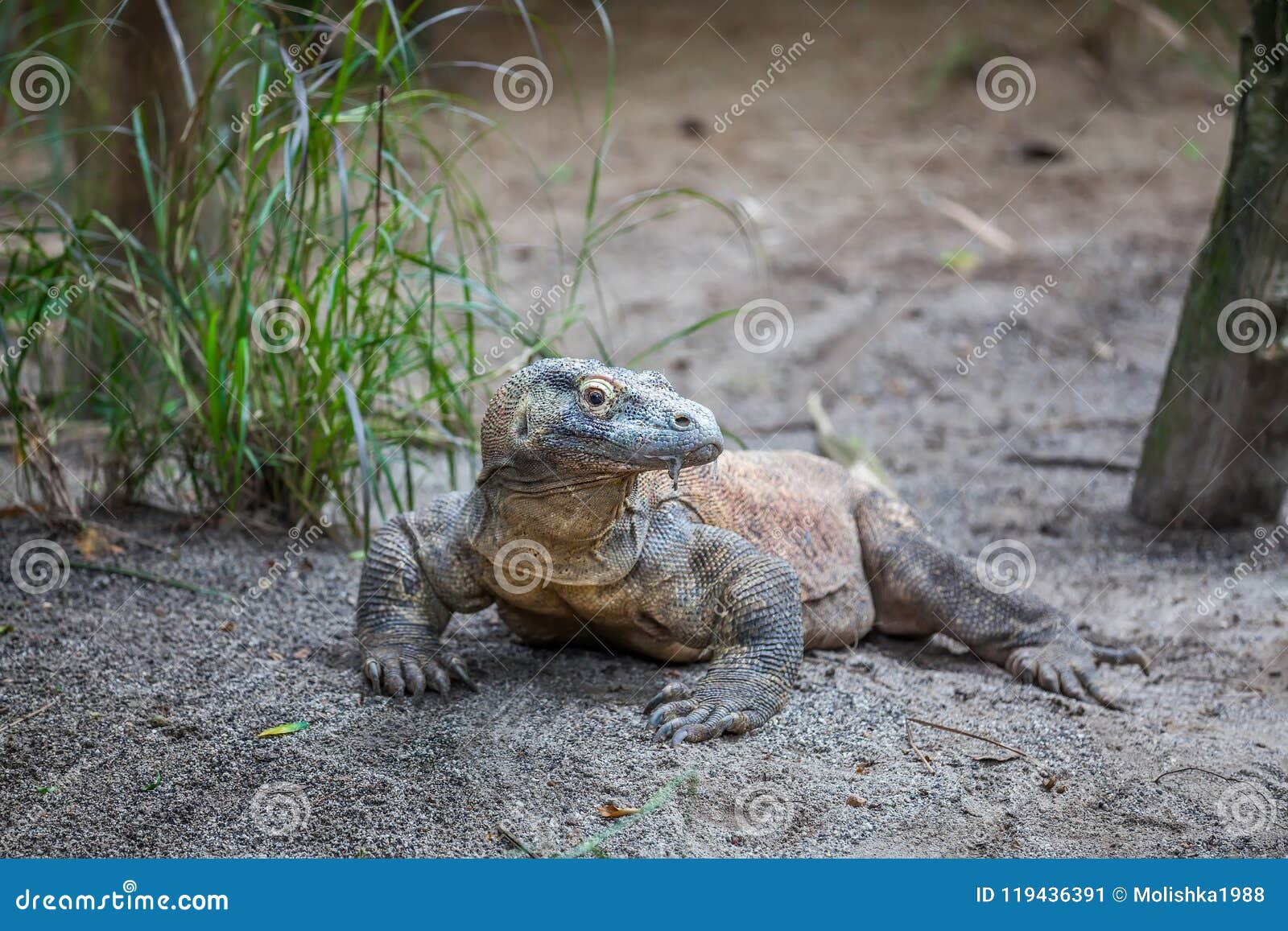 Unduh 470 Gambar Fauna Komodo Terbaik Gratis HD