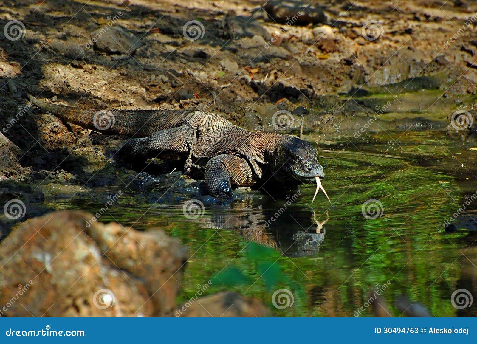 komodo dragon on komodo islands