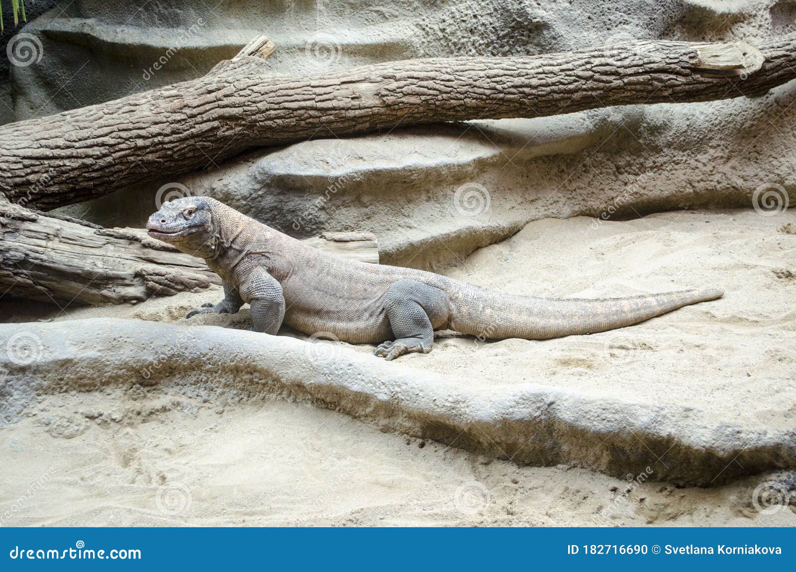 The Komodo Dragon,large Reptile Walking in Enclosure Stock Photo - Image of  monster, wild: 182716690