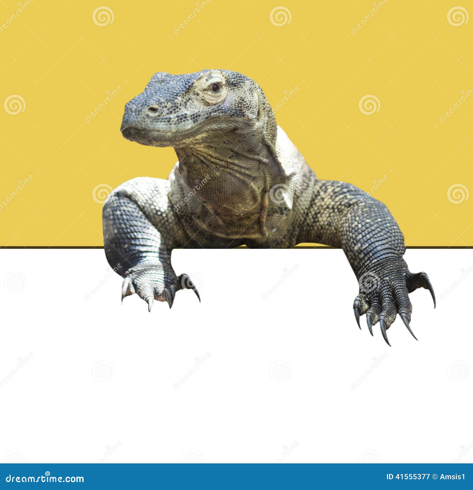 komodo dragon