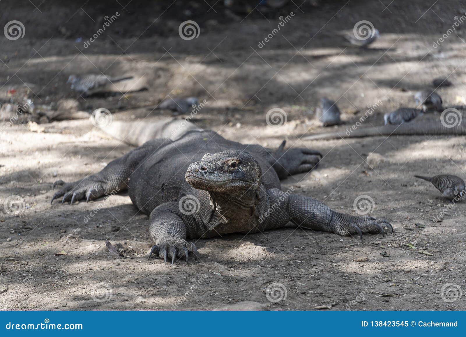 komodo dragon lizard. endemic wild predator. hunting coldblooded aggressive dragon.