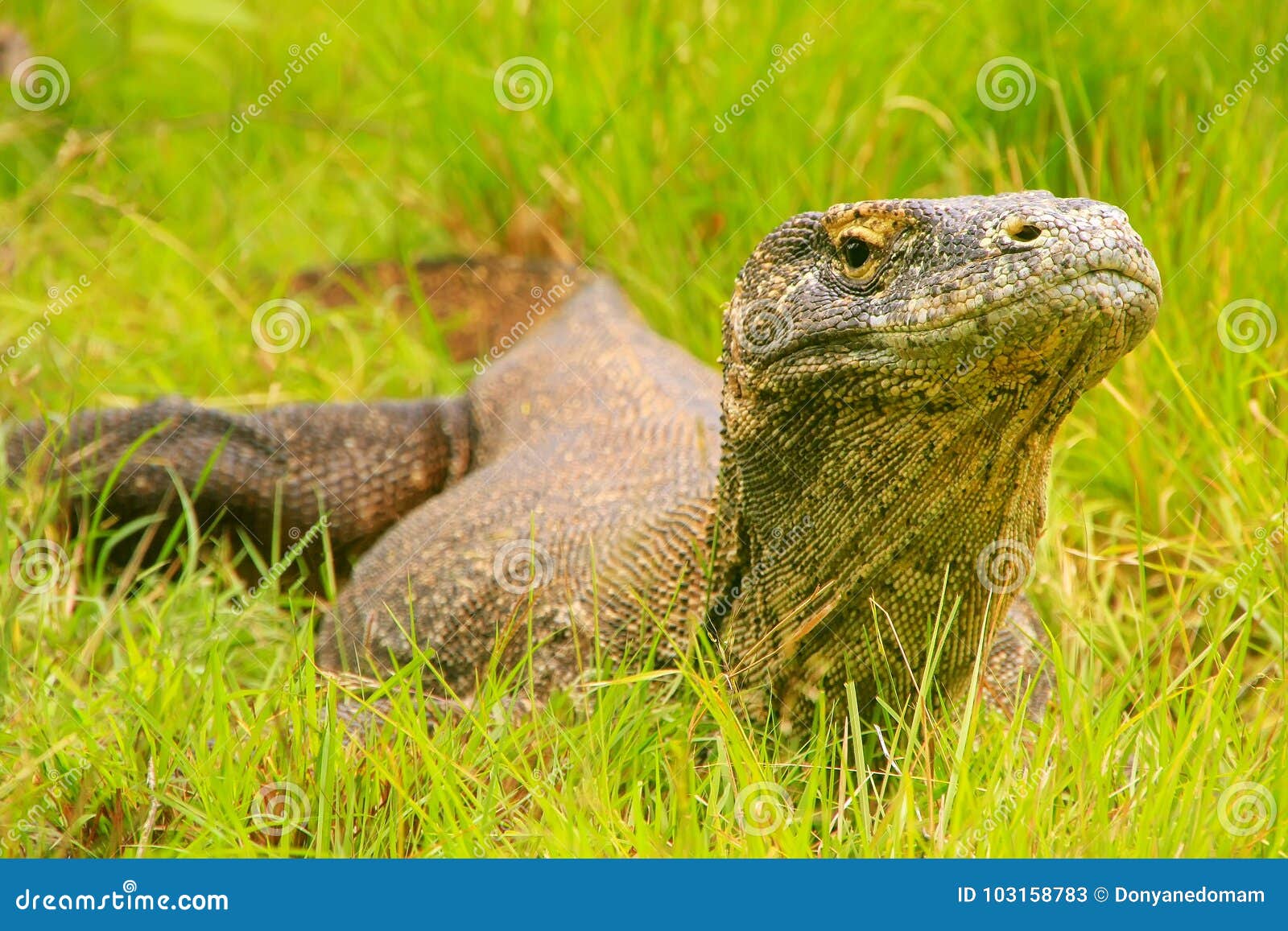 komodo dragon lying in grass on rinca island in komodo national