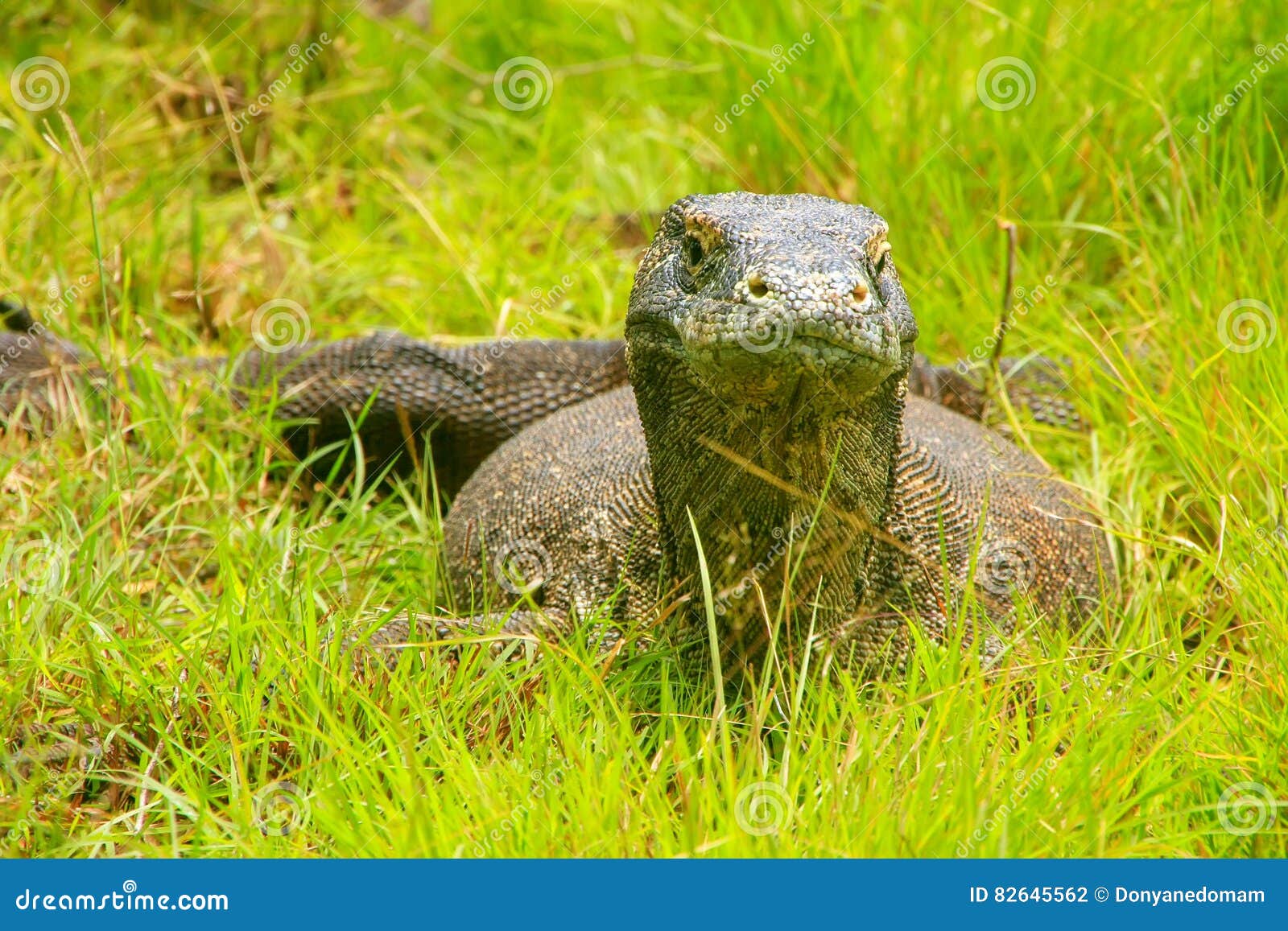 komodo dragon lying in grass on rinca island in komodo national