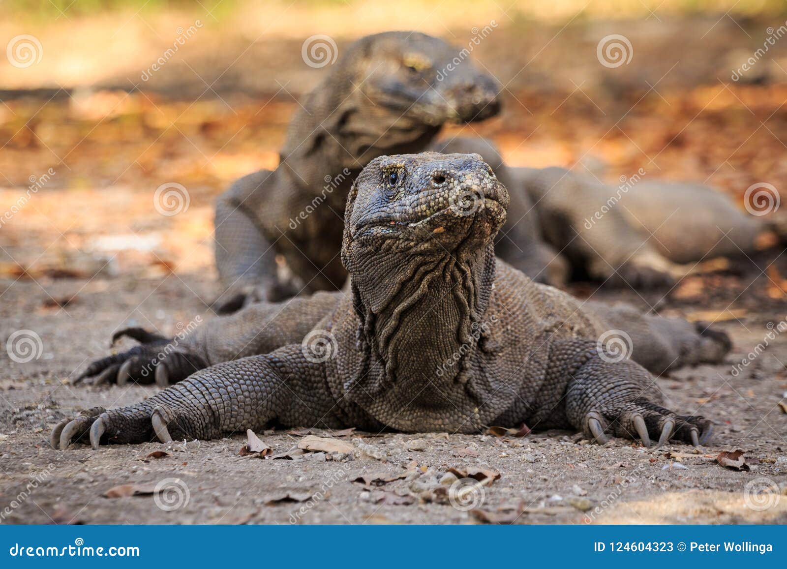 komodo dragon lying on the ground on the island rinca