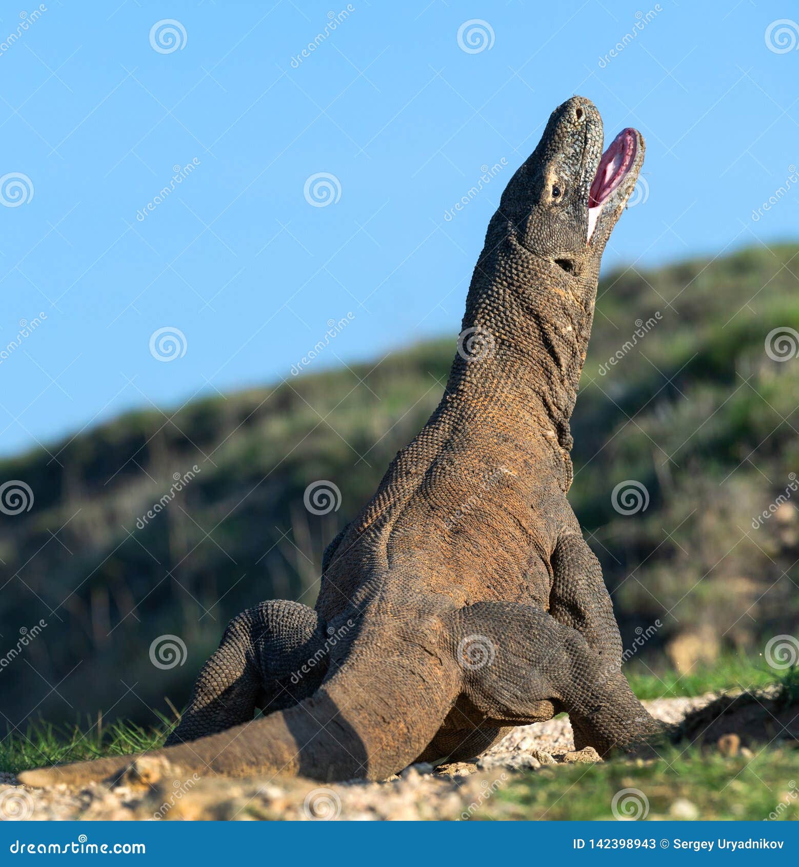 3 132 Dragon Open Photos Free Royalty Free Stock Photos From Dreamstime