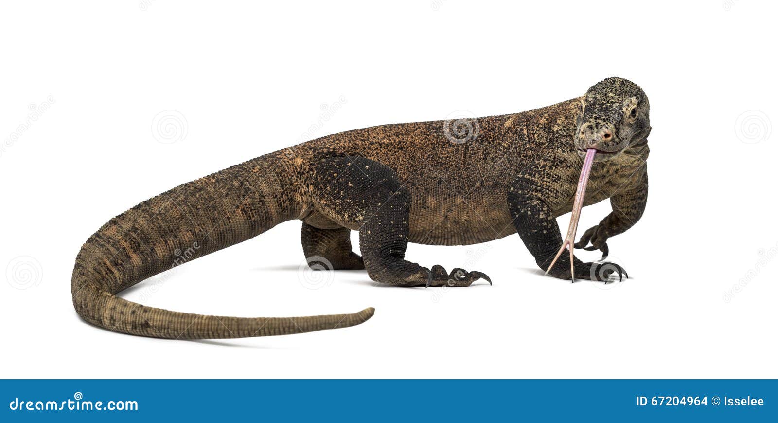 komodo dragon sticking the tongue out,  on white