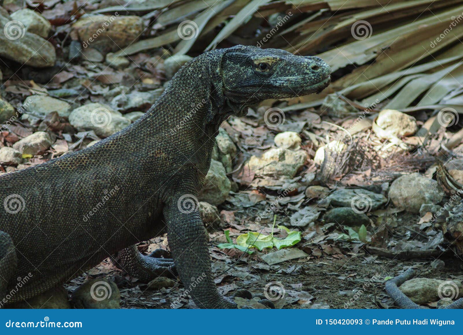 Komodo Dragon Varanus Komodoensis is the Largest Lizards in the World. the Largest  Living of this Species is Found in the Komodo Stock Image - Image of animal,  endemic: 150420093