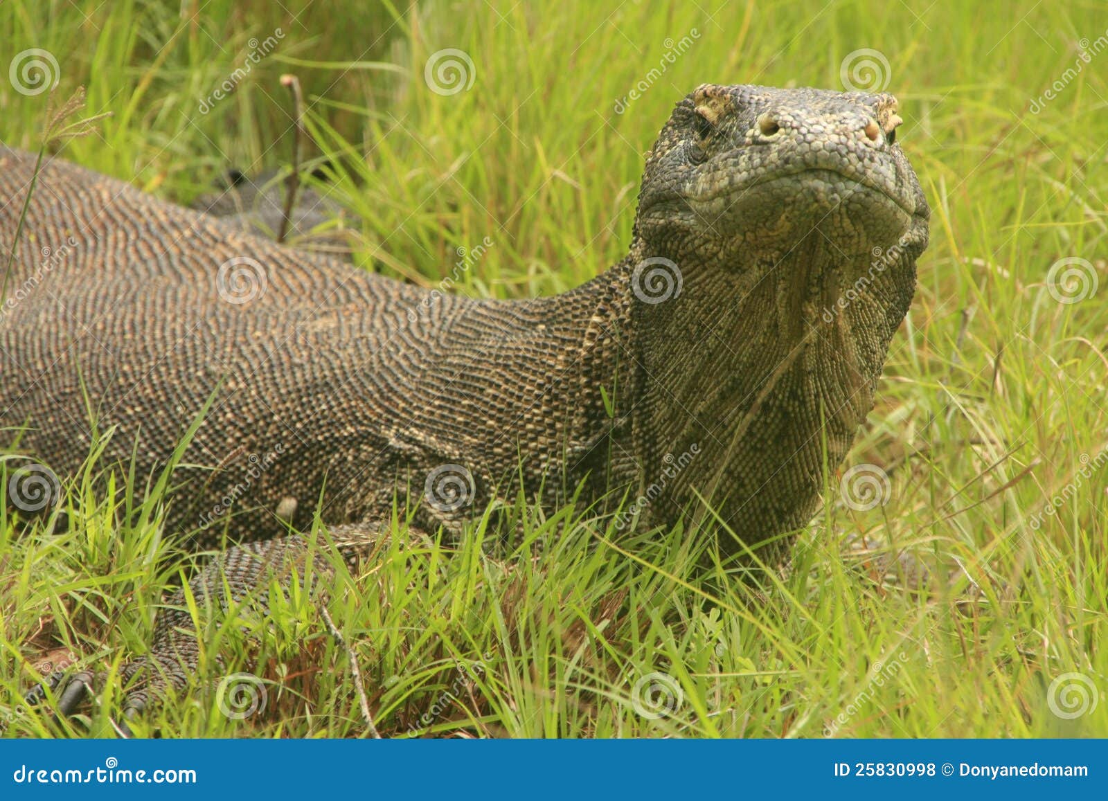 komodo dragon (varanus komodoensis), rinca island,