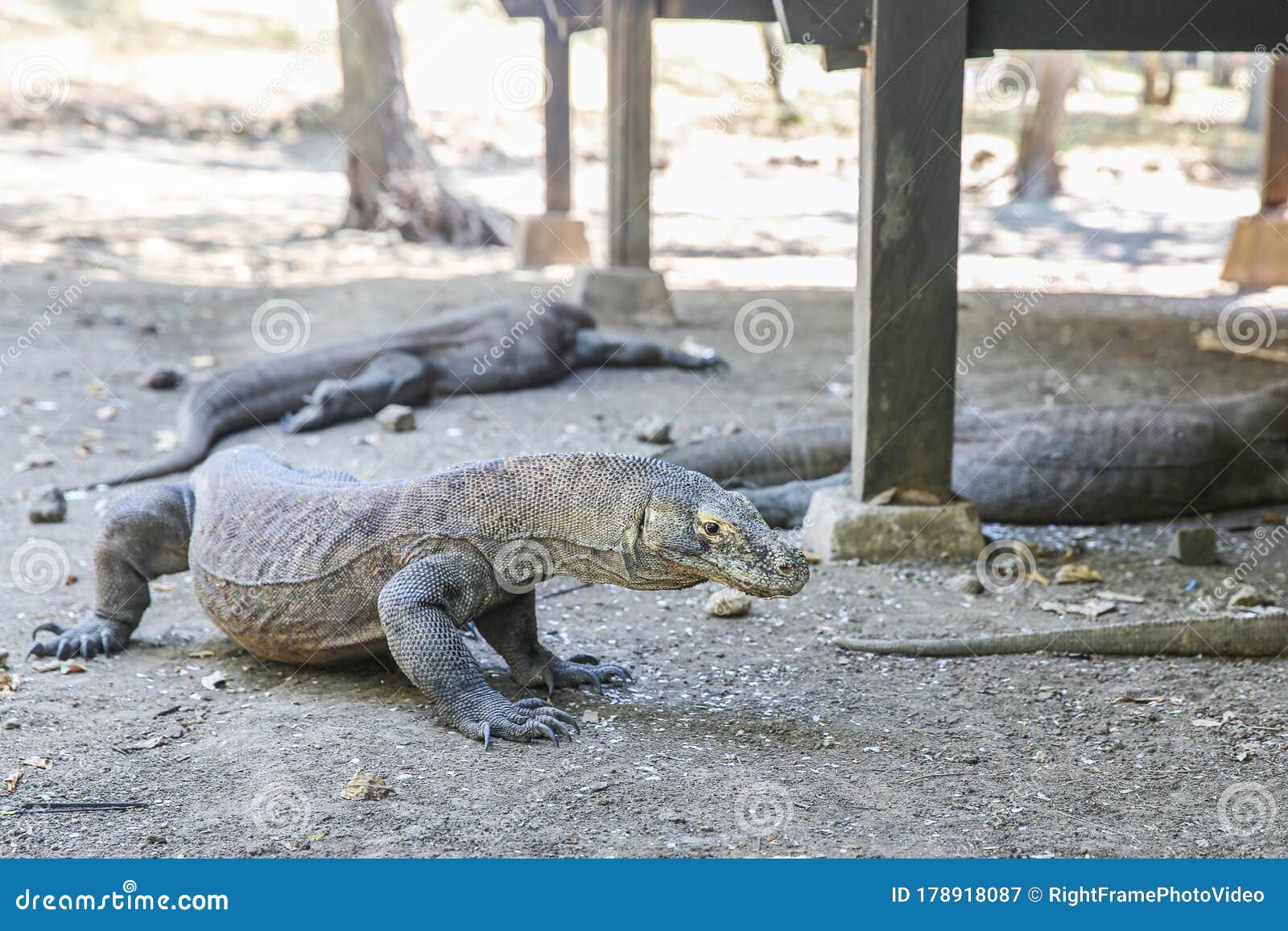 komodo dragons on island rinca. varanus komodoensis