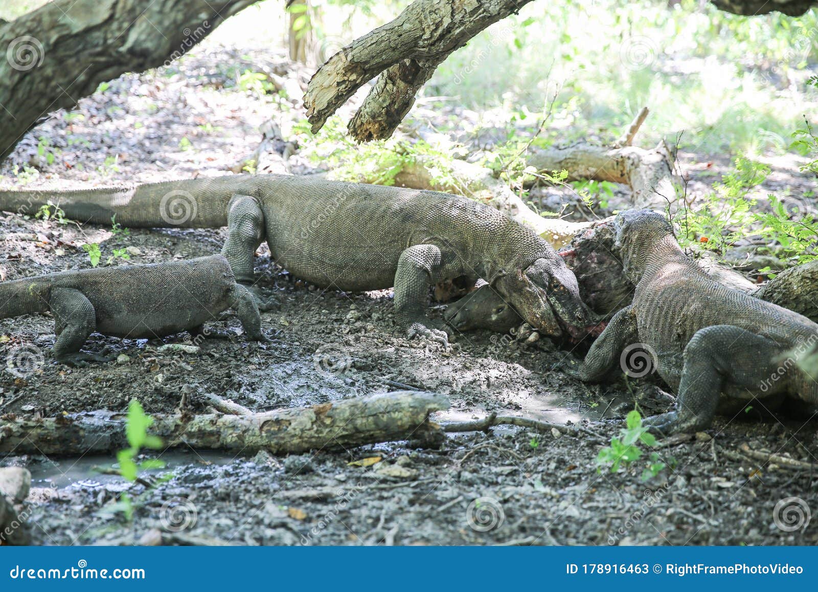 komodo dragons on island rinca. varanus komodoensis