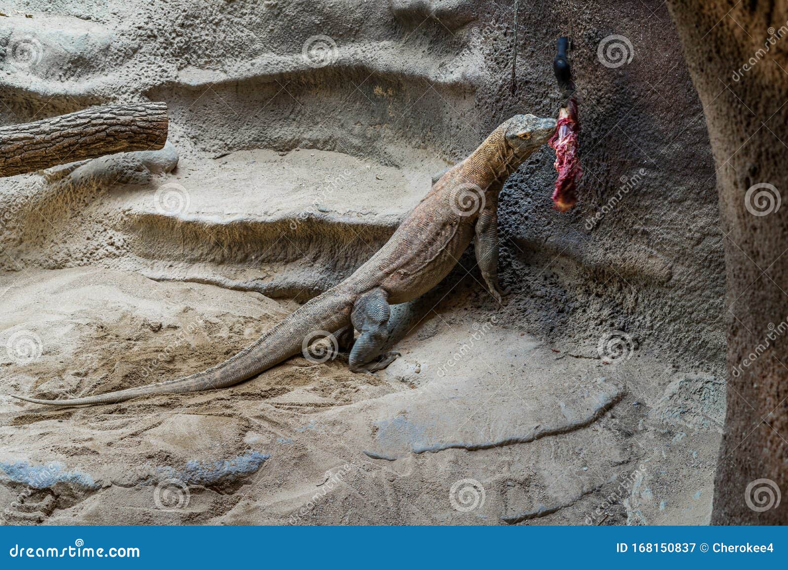 Komodo Dragons Lizard Eating Part of the Hoofed Animal. Stock Image