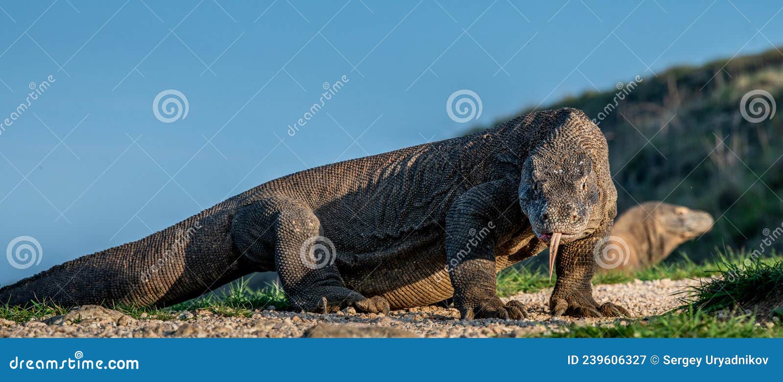 komodo dragons.  wild nature. natural habitat.  rinca island. indonesia