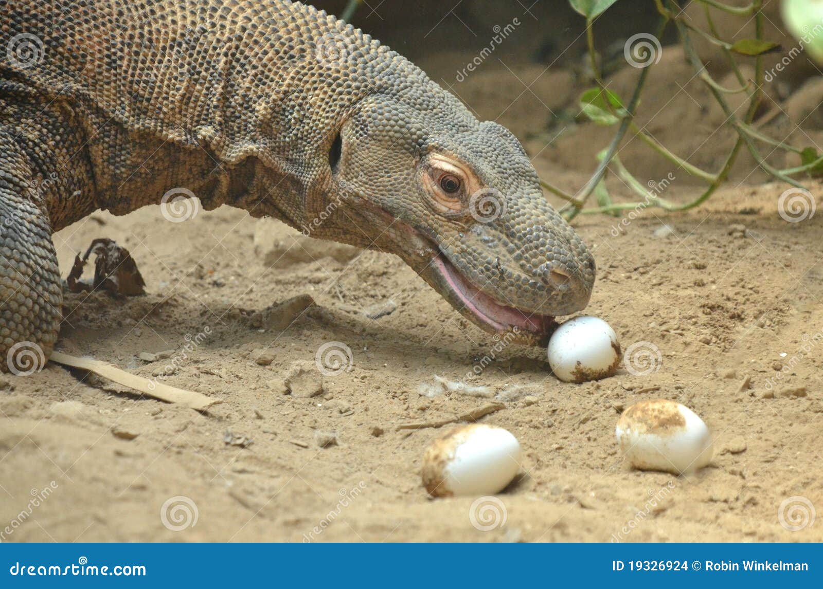 komodo eats eggs