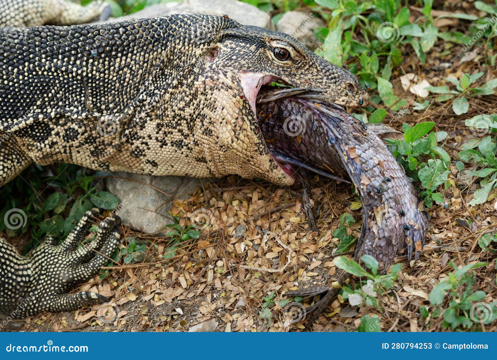 Komodo Monitor Lizard Dragon is Eating a Fish Closeup Portrait in