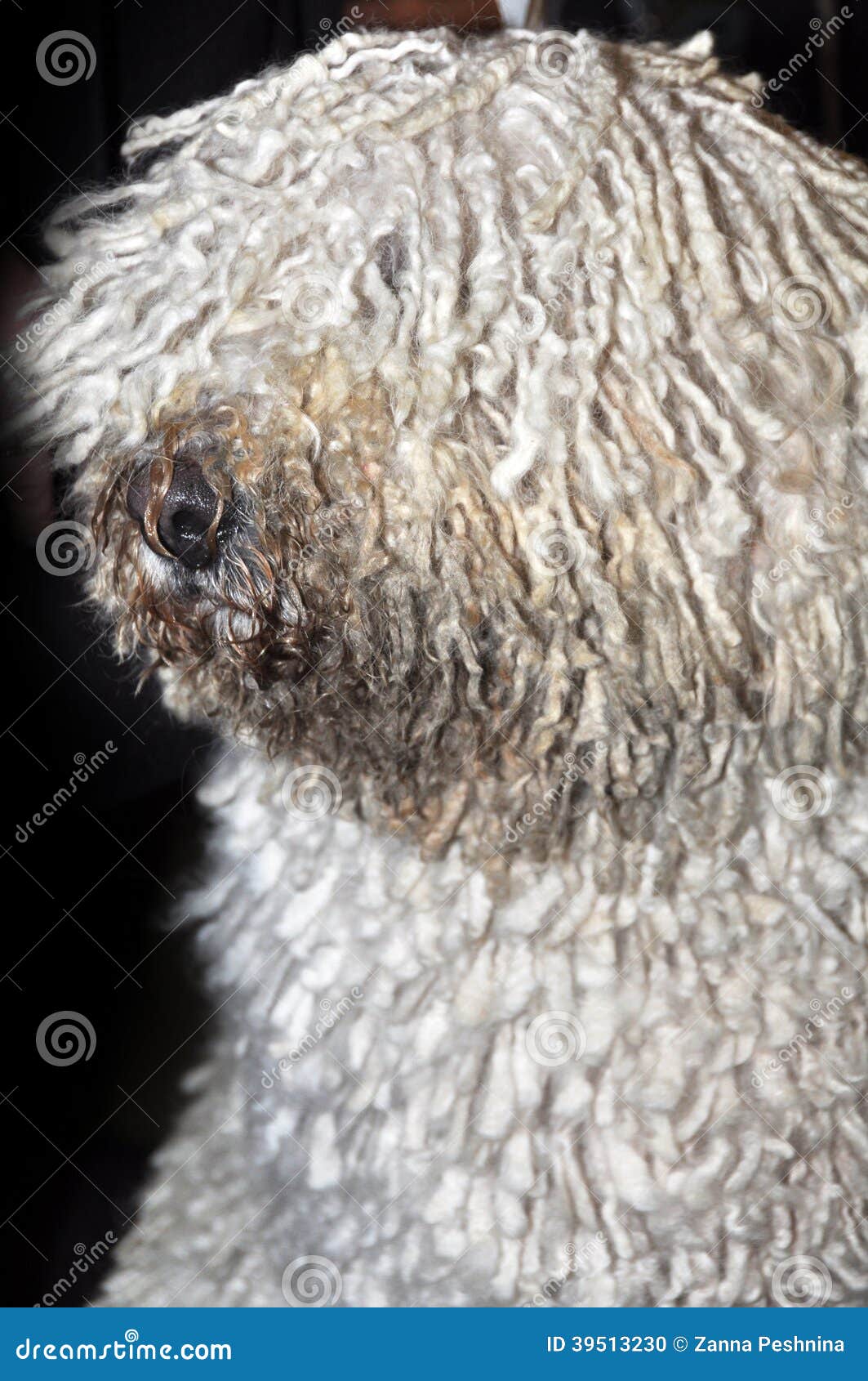 Komondor Dog Stock Photo - Image: 39513230