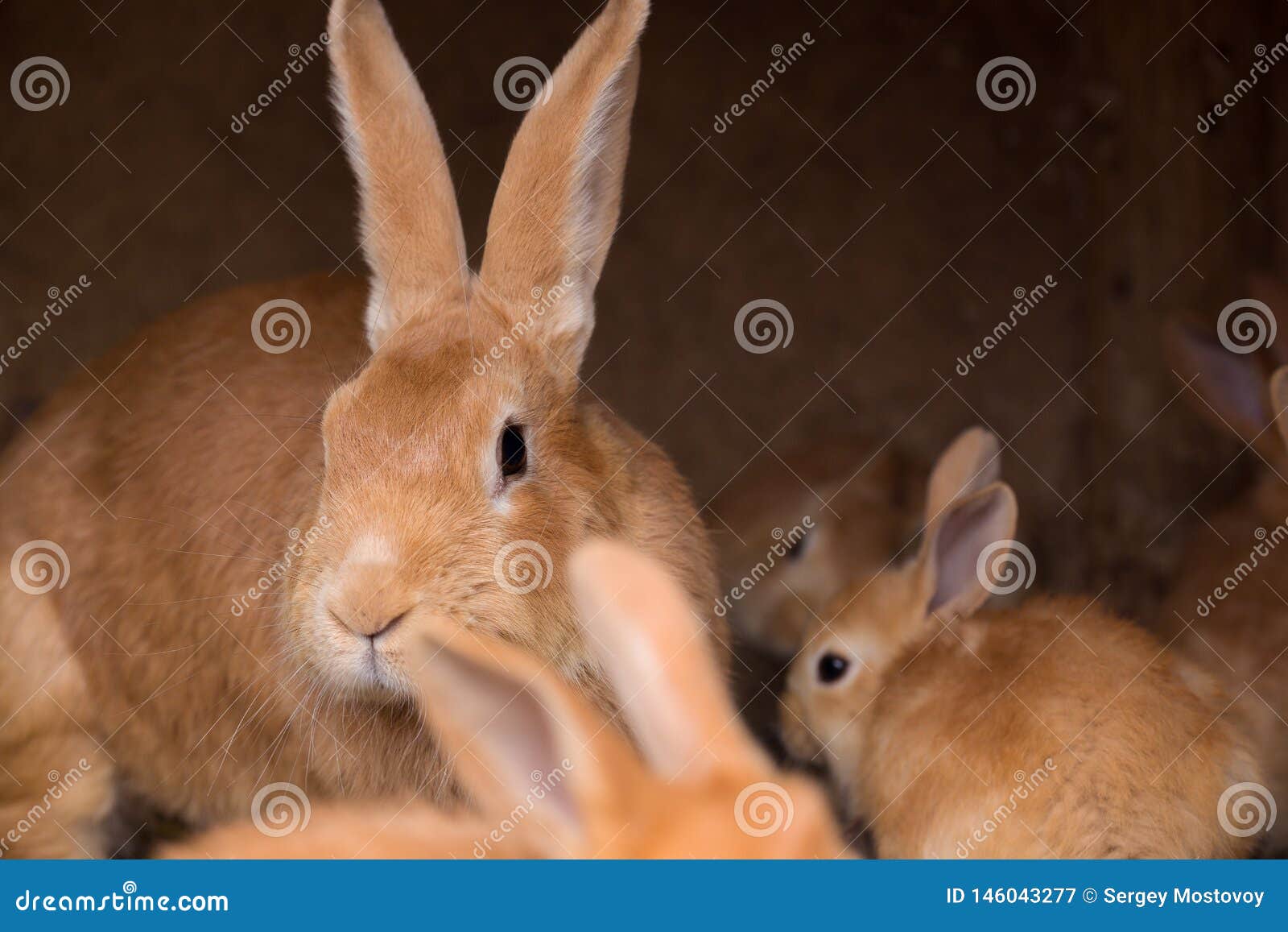 Konijn en kleine konijnen stock afbeelding. Image vrij - 146043277