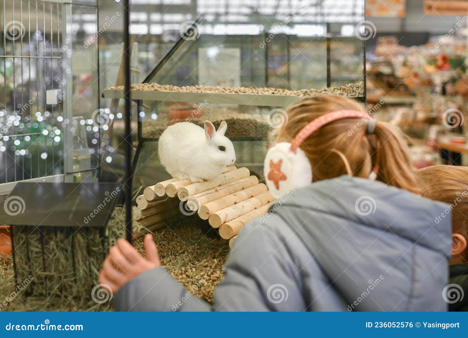 Middellandse Zee grens vervaldatum Konijnen Voor Verkoop Achter De Glazen Showcase in Een Dierenwinkel Stock  Foto - Image of konijn, konijntje: 236052576