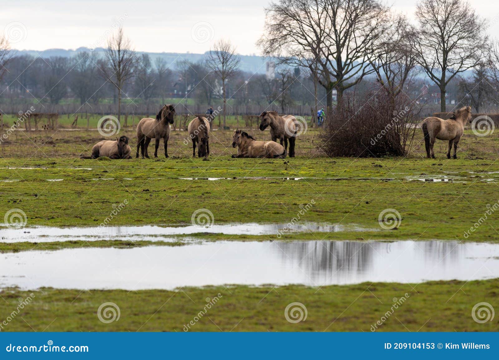 konik breed horses grazing in the natural park eijsder beemden alongside the river meuse