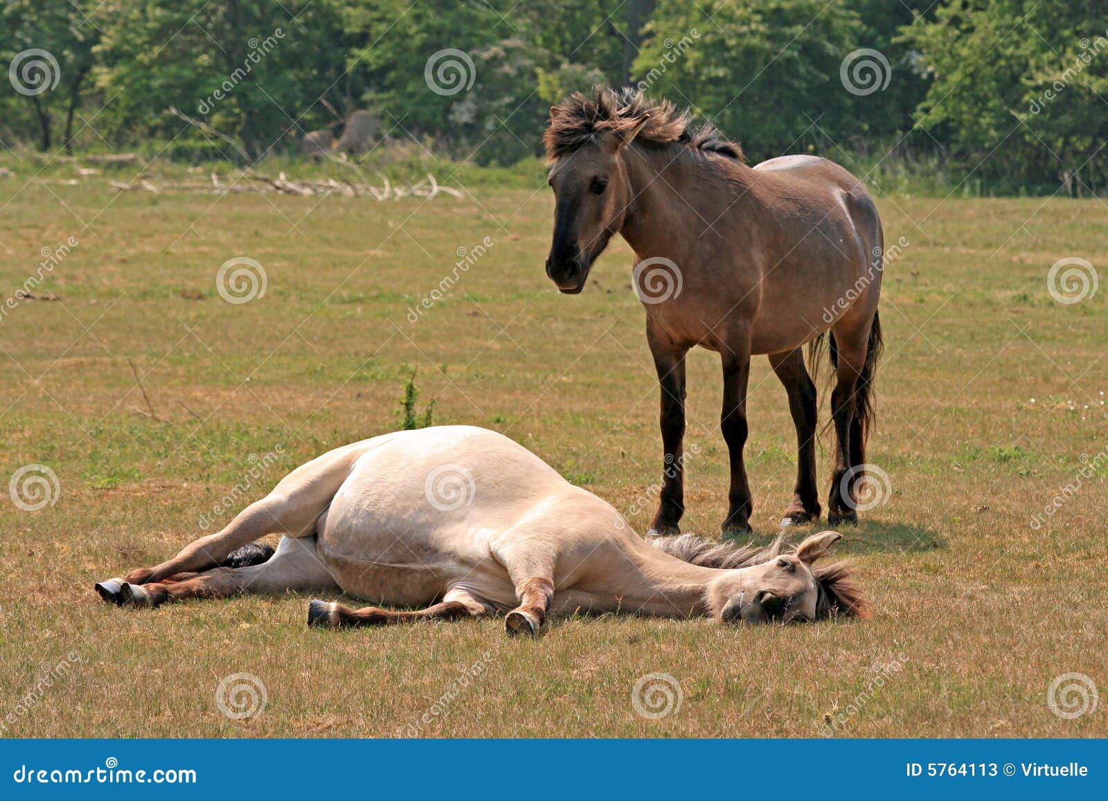 bestiality horse anal dildo
