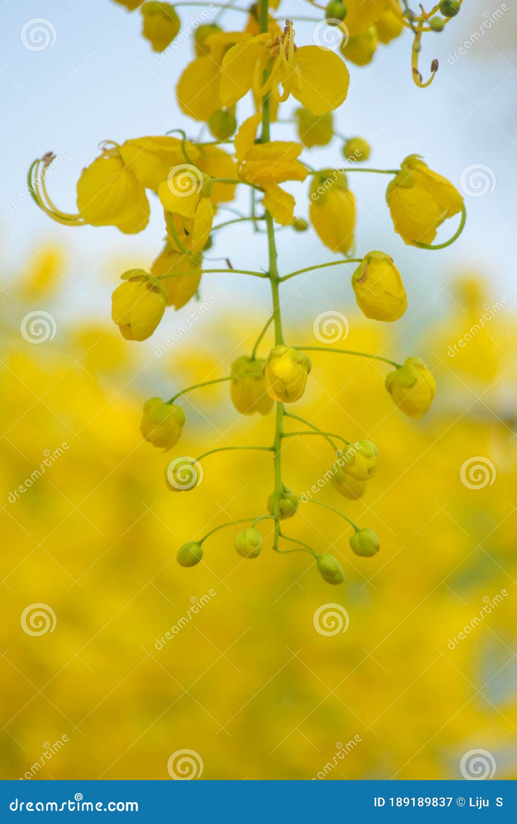 105 Vishu Konna Flower Stock Photos - Free & Royalty-Free Stock Photos from Dreamstime 105 Vishu Konna Flower Stock Photos - Free & Royalty-Free Stock Photos from Dreamstime