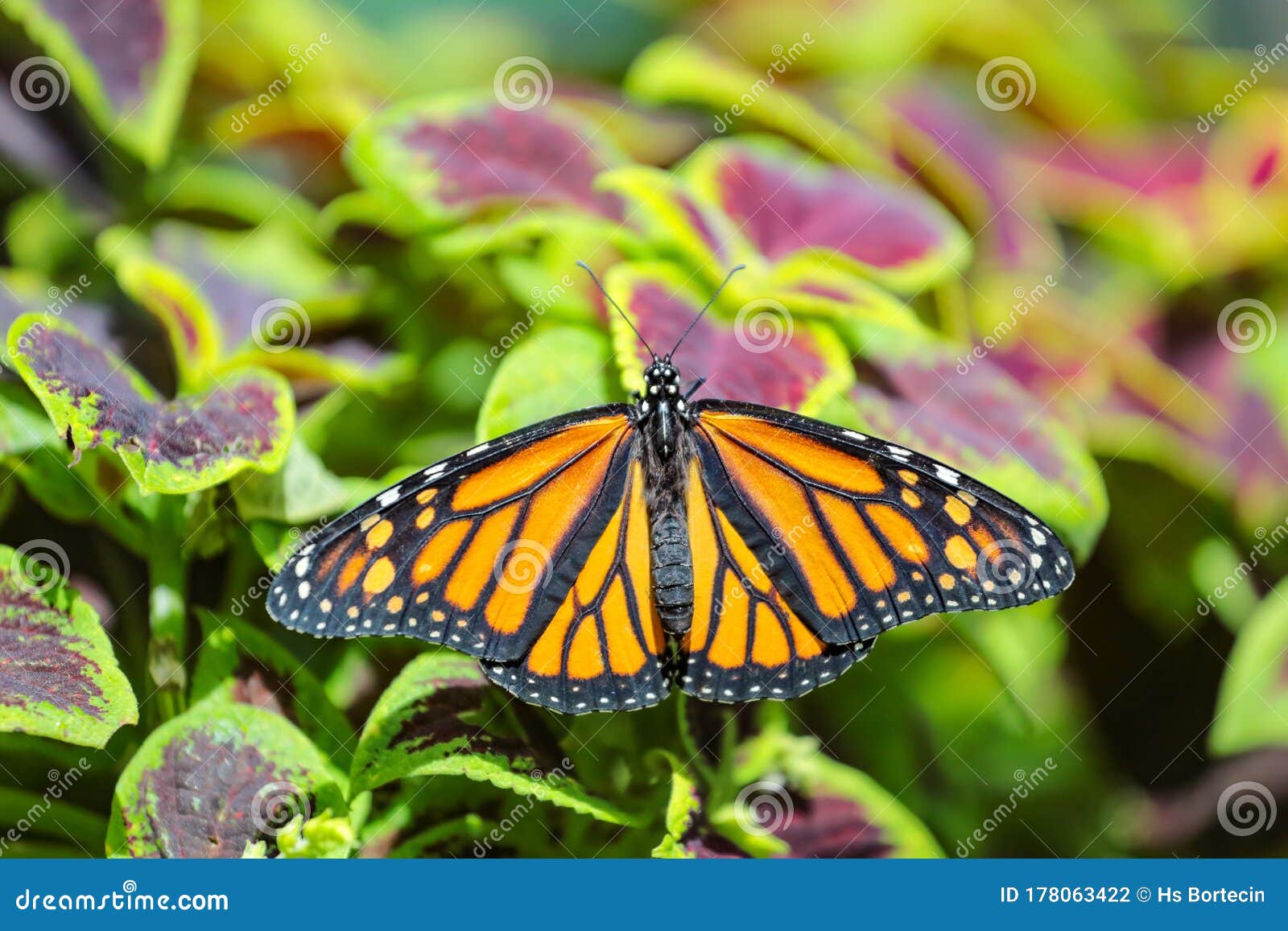 Tropical Butterfly Garden Opened in 20 Located in Selcuklu ...