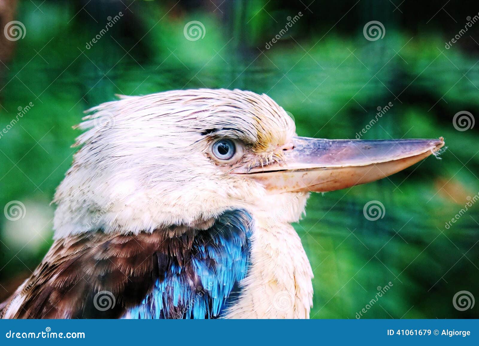 Kookaburra stock image. Image of nature, close, kingfisher 41061679