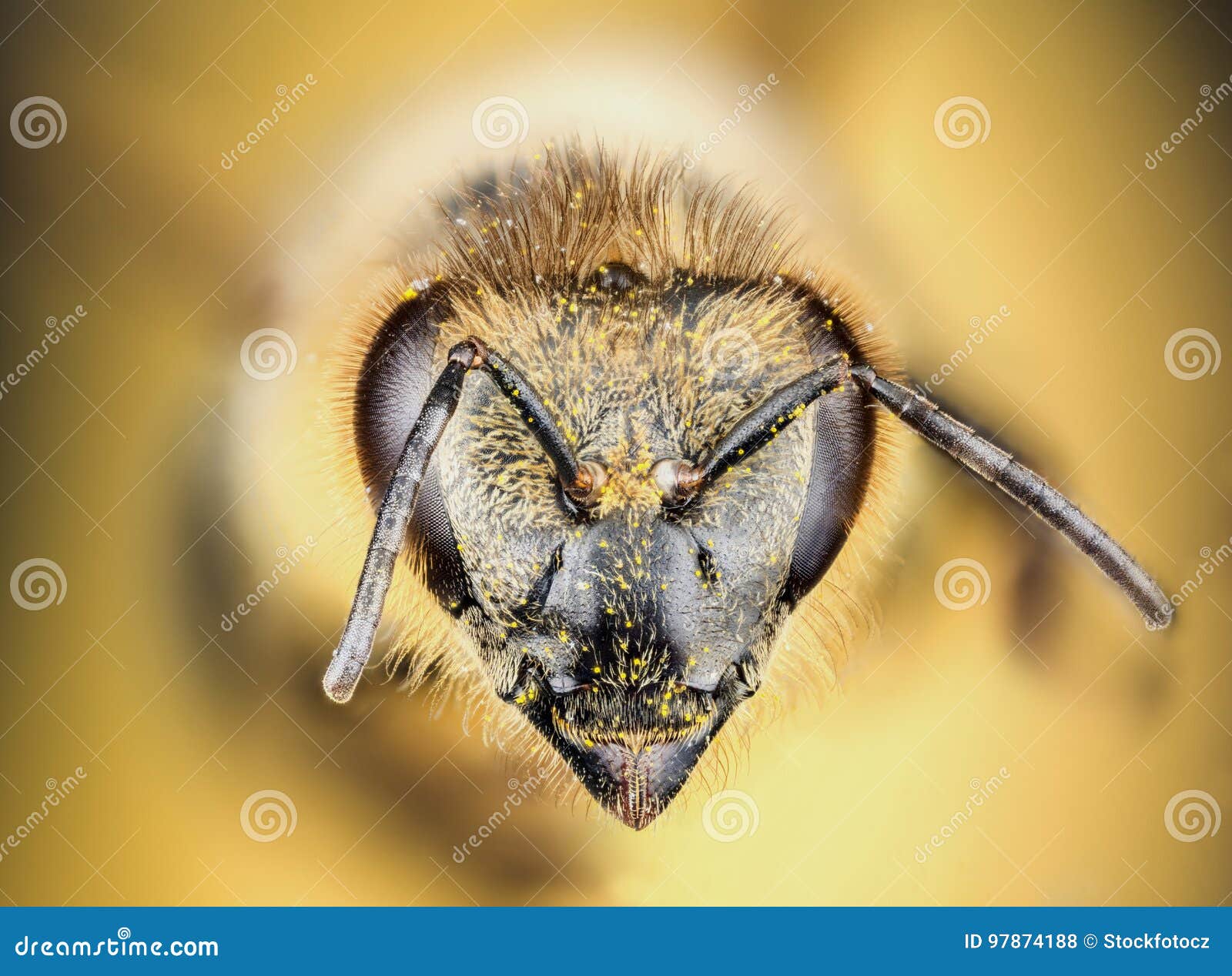 Какая голова пчел. Голова пчелы. Голова медоносной пчелы. Голова осы. Пчела без головы.