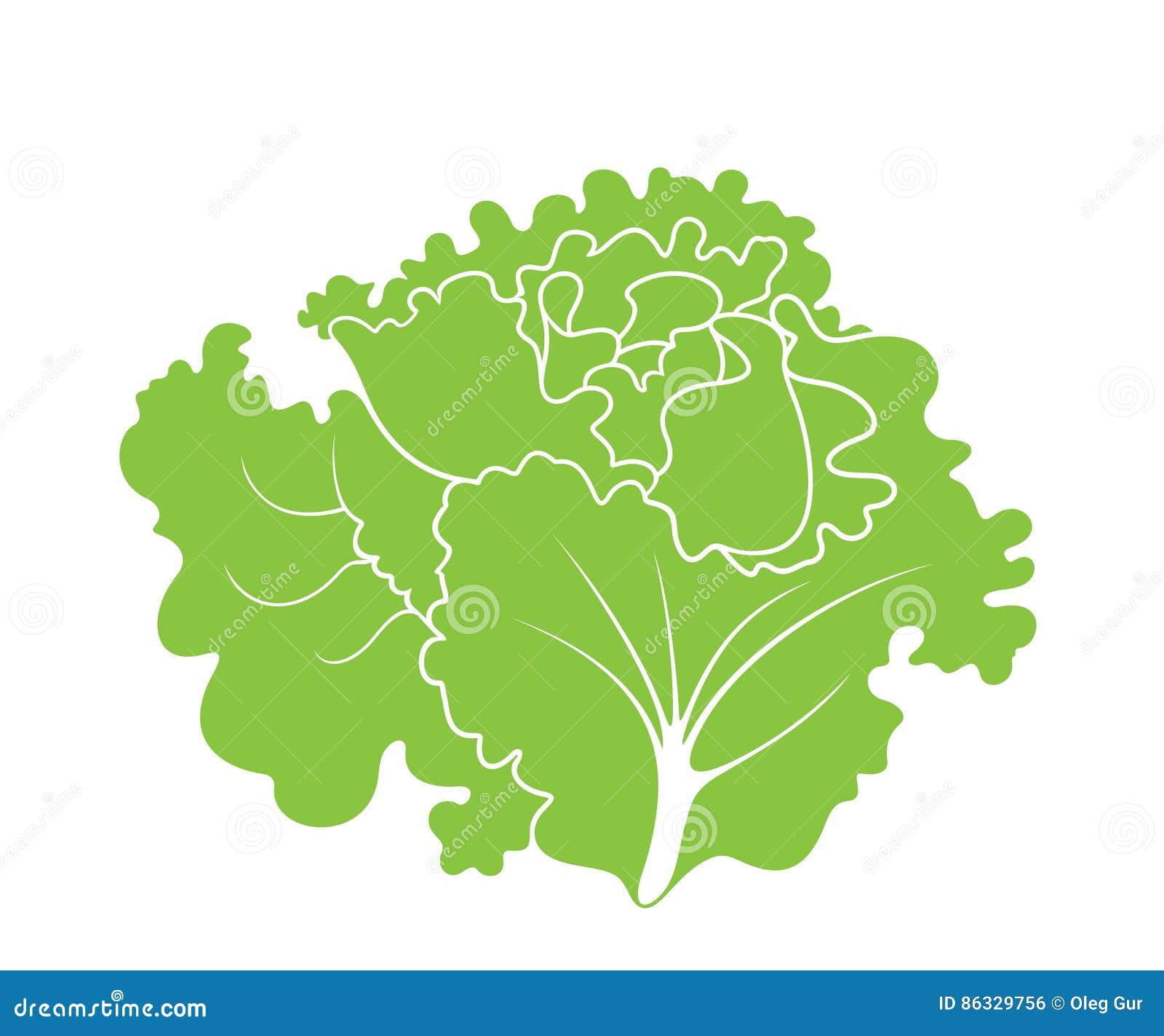 Kopfsalat Blatt Salat Vektor Abbildung Illustration Von Blatt