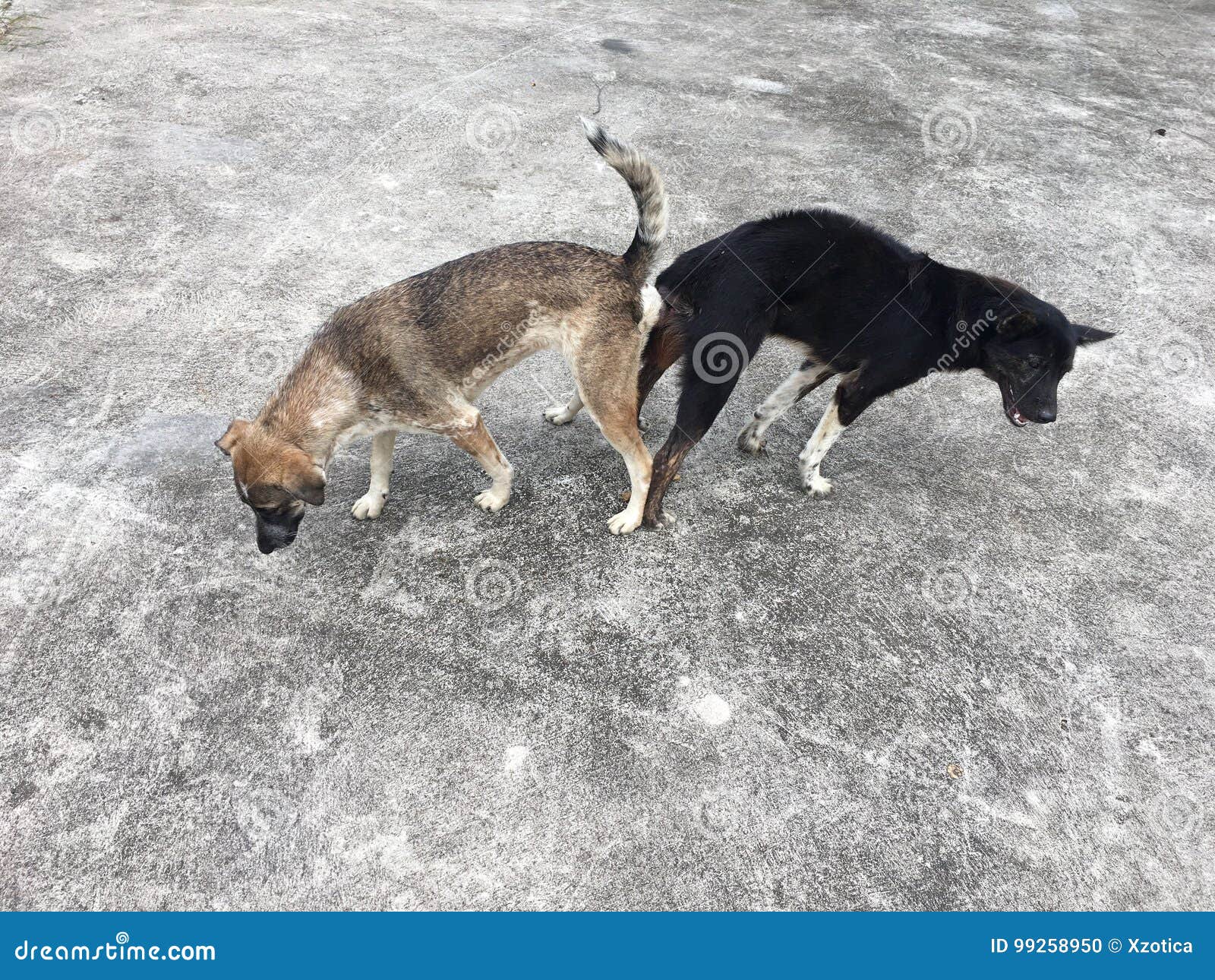 Koppelende Honden stock foto. Image of waren, honden - 99258950