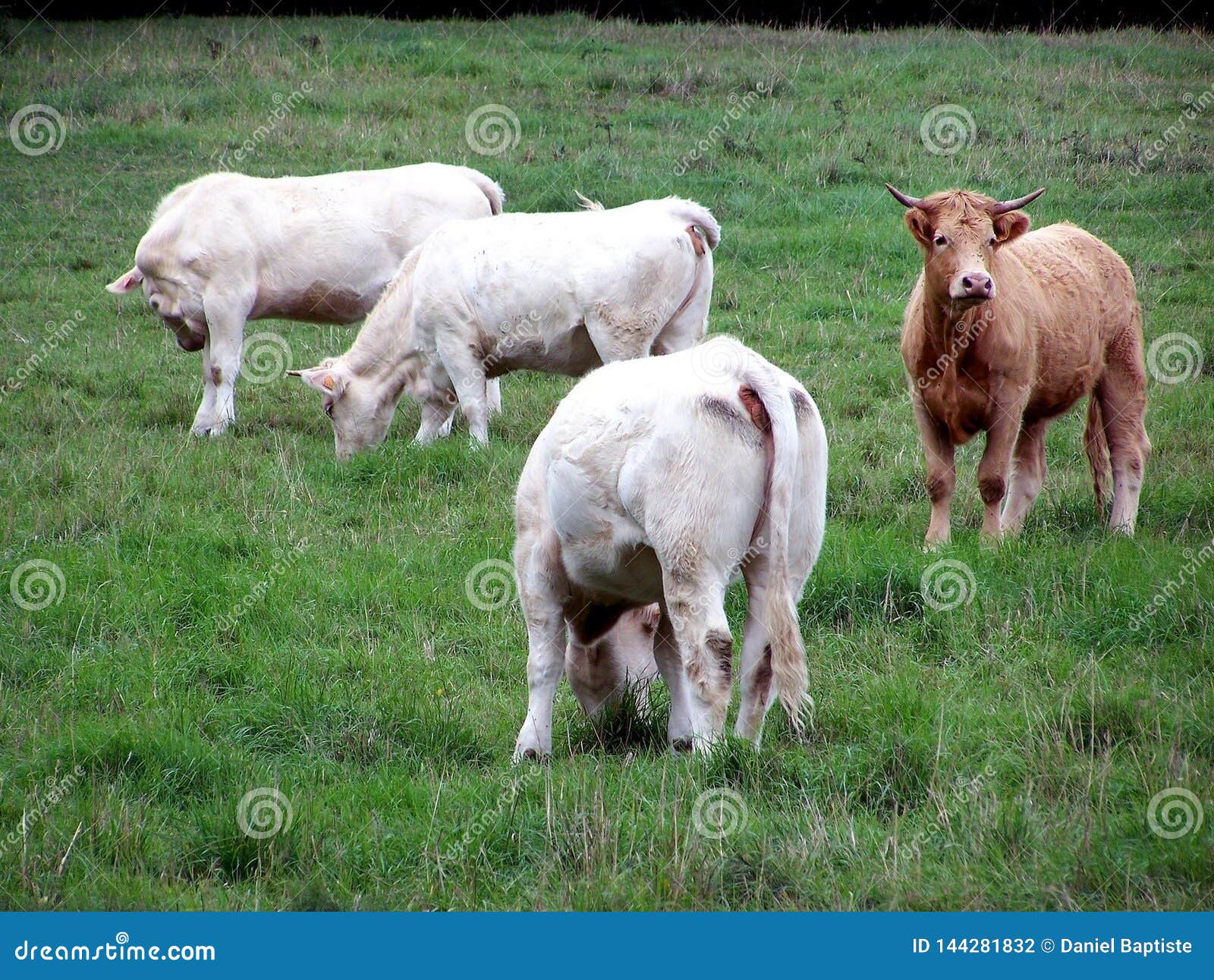 Kor en flock av kor i ett fält i sommar. Kor i deras betar observerar deras miljö