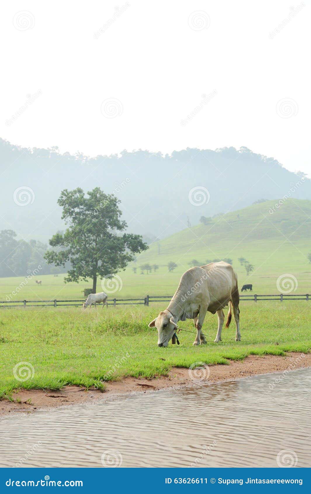 Kor i berg för grönt gräs. Kor i berget för grönt gräs (regnig säsong) i Ranong som är sydlig av Thailand