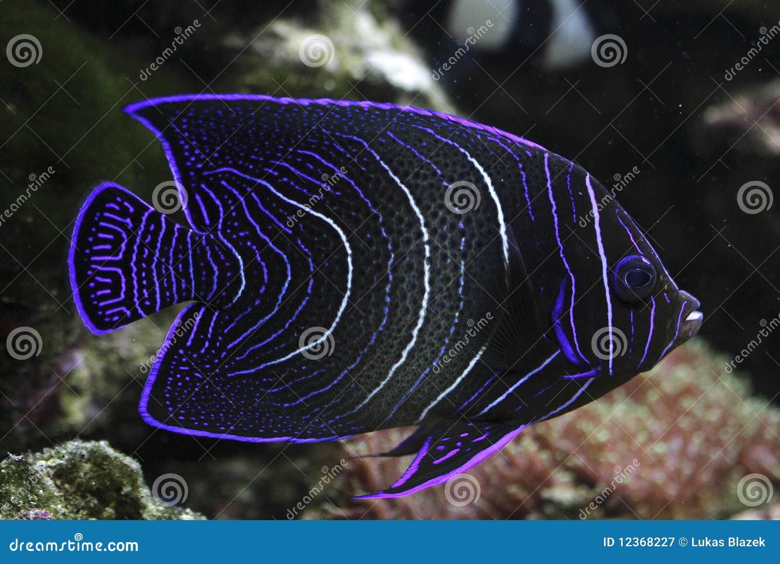 koran angelfish