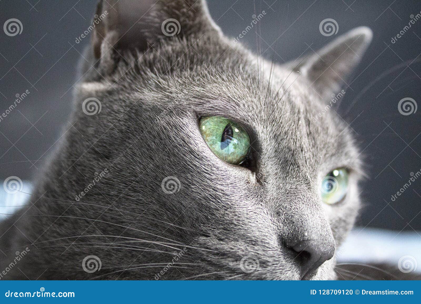 korat cat blue korat kitten